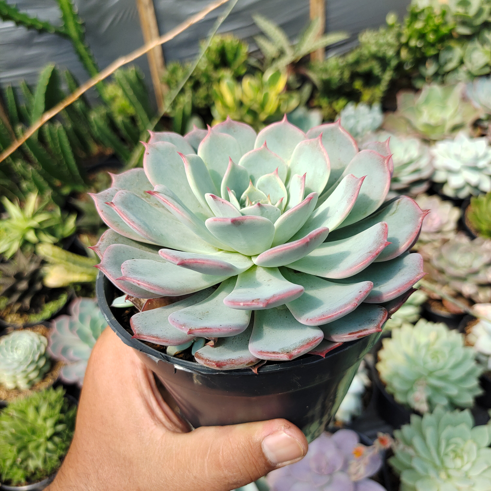 496. Echeveria Tuxpanensis Size 14 Cm - Image 8