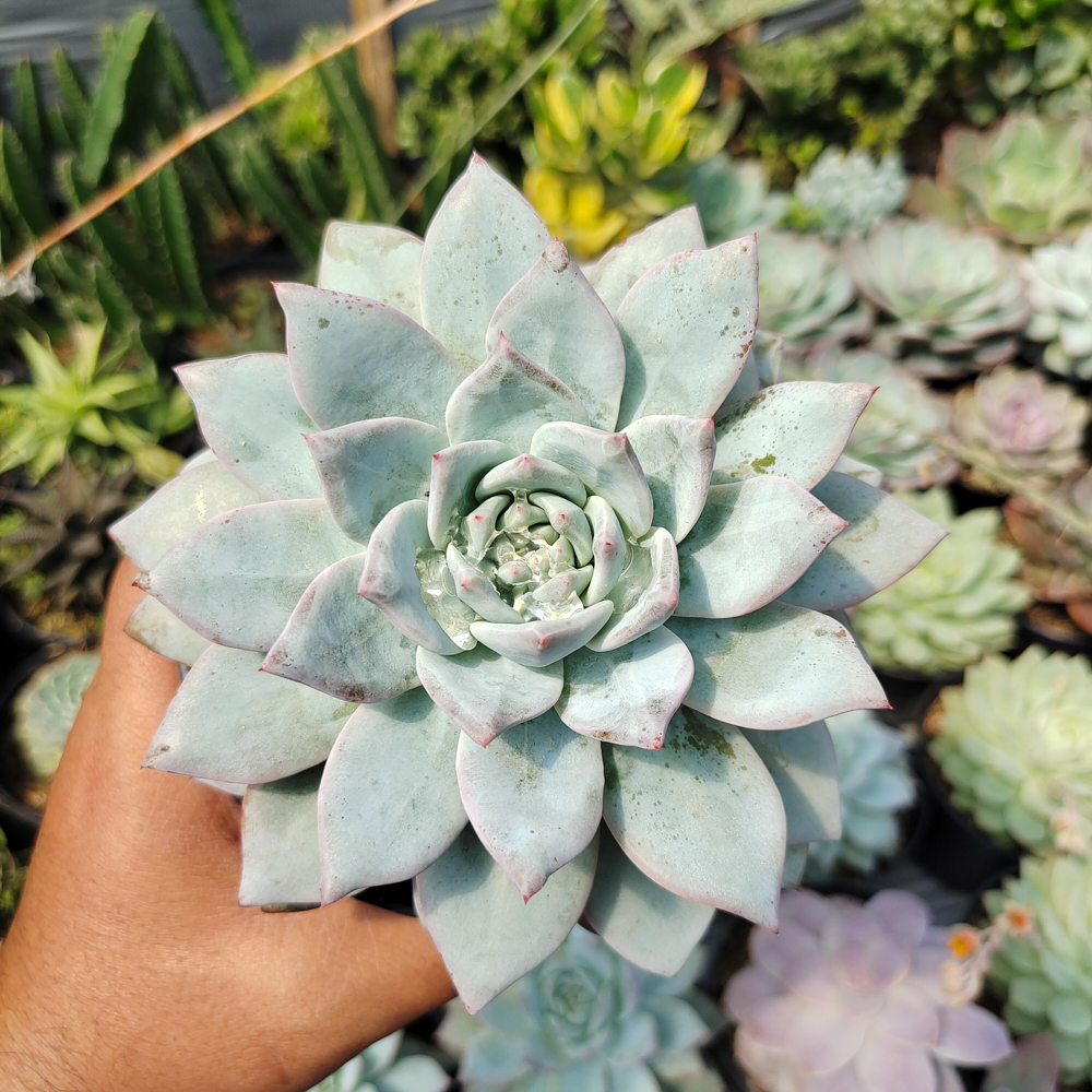 497. Echeveria Sang-a / Echeveria Blue Bird Size 14 Cm - Image 7