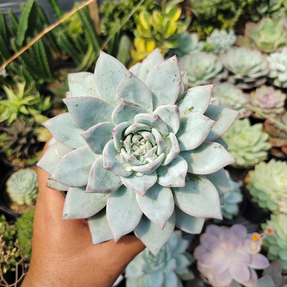 497. Echeveria Sang-a / Echeveria Blue Bird Size 14 Cm - Image 8