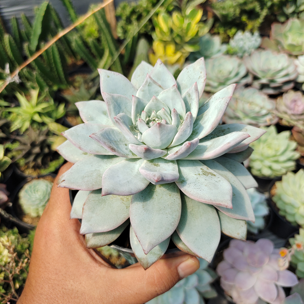 497. Echeveria Sang-a / Echeveria Blue Bird Size 14 Cm - Image 4