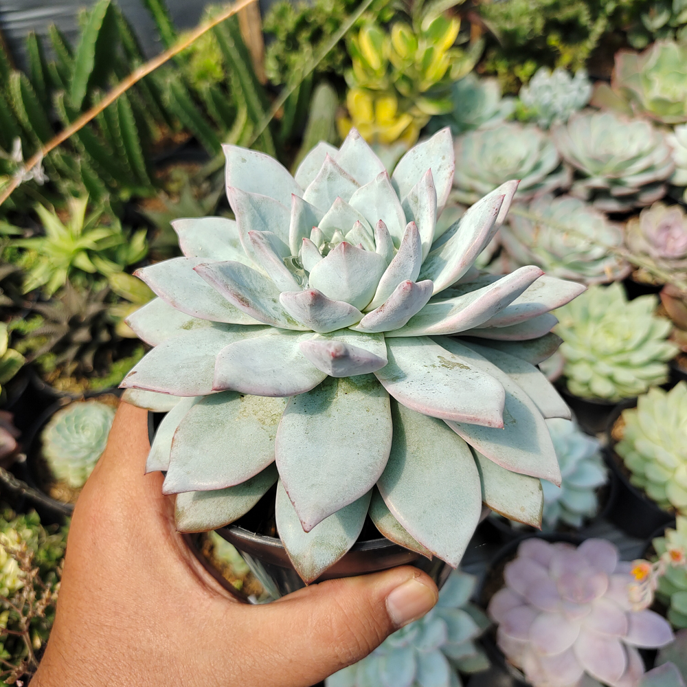 497. Echeveria Sang-a / Echeveria Blue Bird Size 14 Cm - Image 5