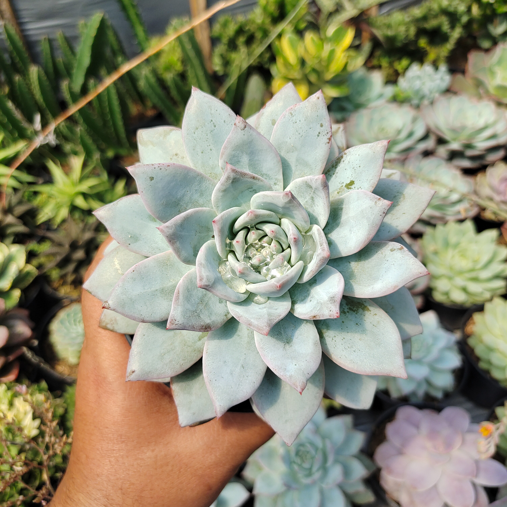 497. Echeveria Sang-a / Echeveria Blue Bird Size 14 Cm - Image 11