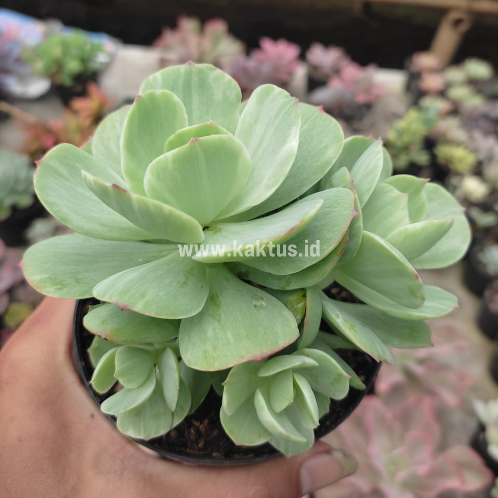 1518. Echeveria X Aeonium Canariense Variegated - Image 2
