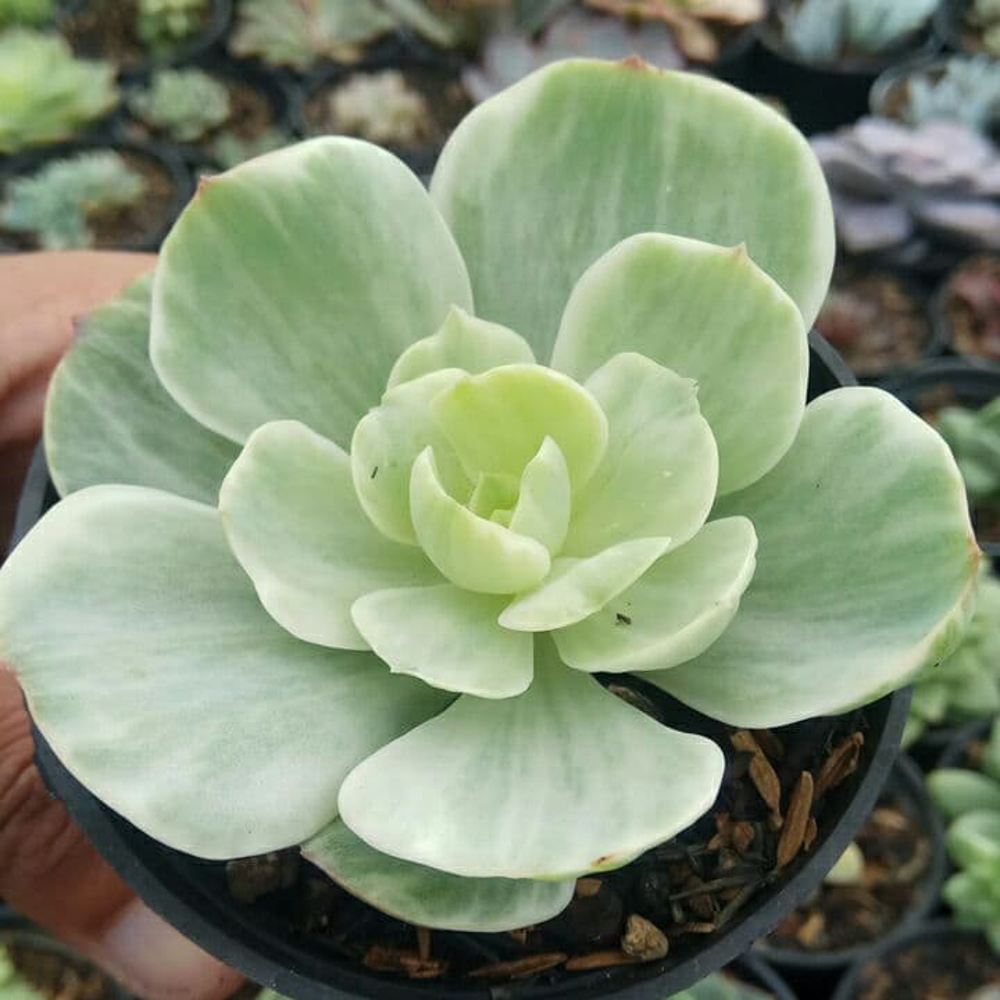 1518. Echeveria X Aeonium Canariense Variegated - Image 8