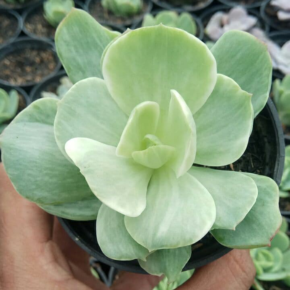 1518. Echeveria X Aeonium Canariense Variegated - Image 3