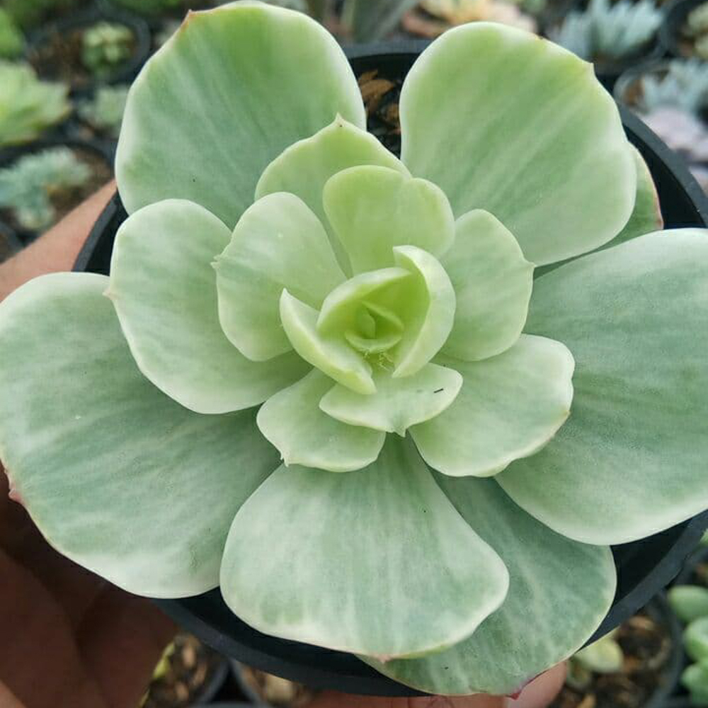 1518. Echeveria X Aeonium Canariense Variegated - Image 4
