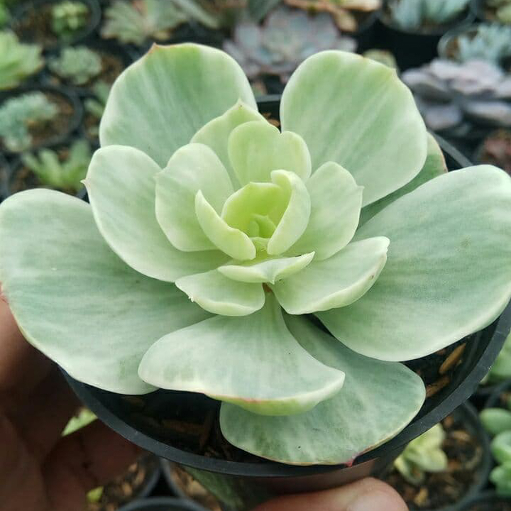 1518. Echeveria X Aeonium Canariense Variegated - Image 5