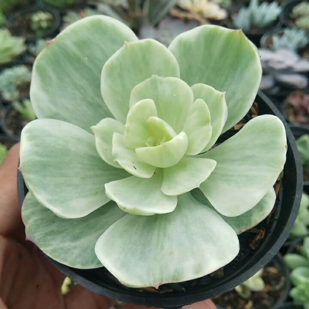1518. Echeveria X Aeonium Canariense Variegated - Image 6