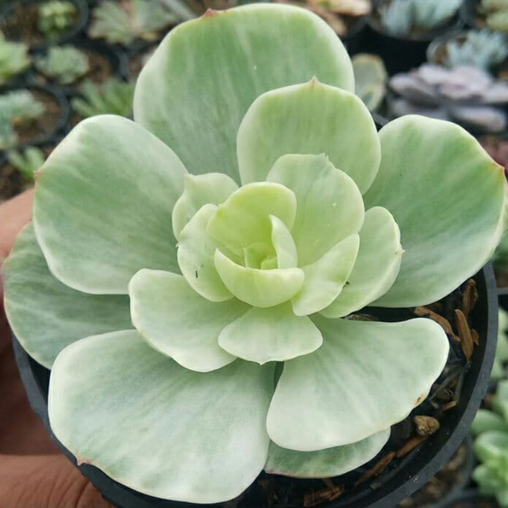 1518. Echeveria X Aeonium Canariense Variegated - Image 7