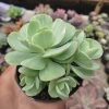 1518. Echeveria X Aeonium Canariense Variegated