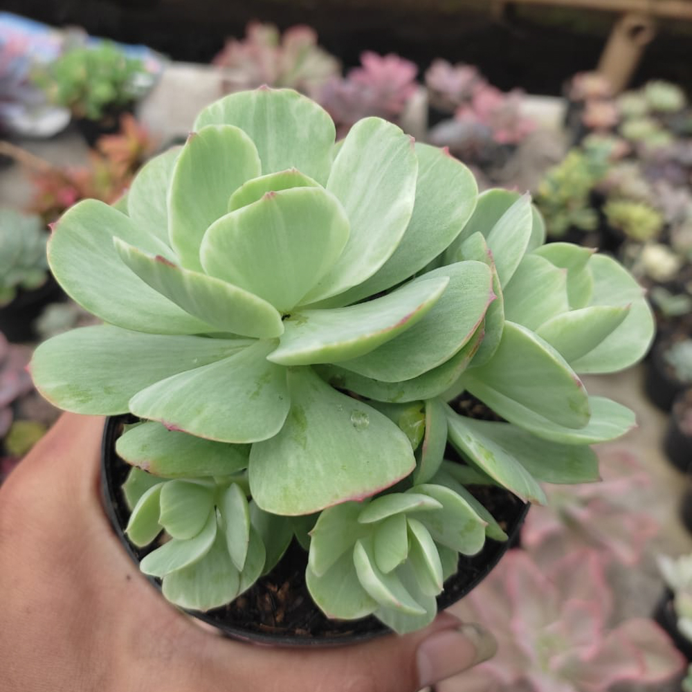 1518. Echeveria X Aeonium Canariense Variegated