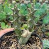 499. Huernia Hesperidum