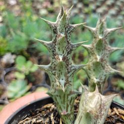 Alternative view of 499. Huernia Hesperidum
