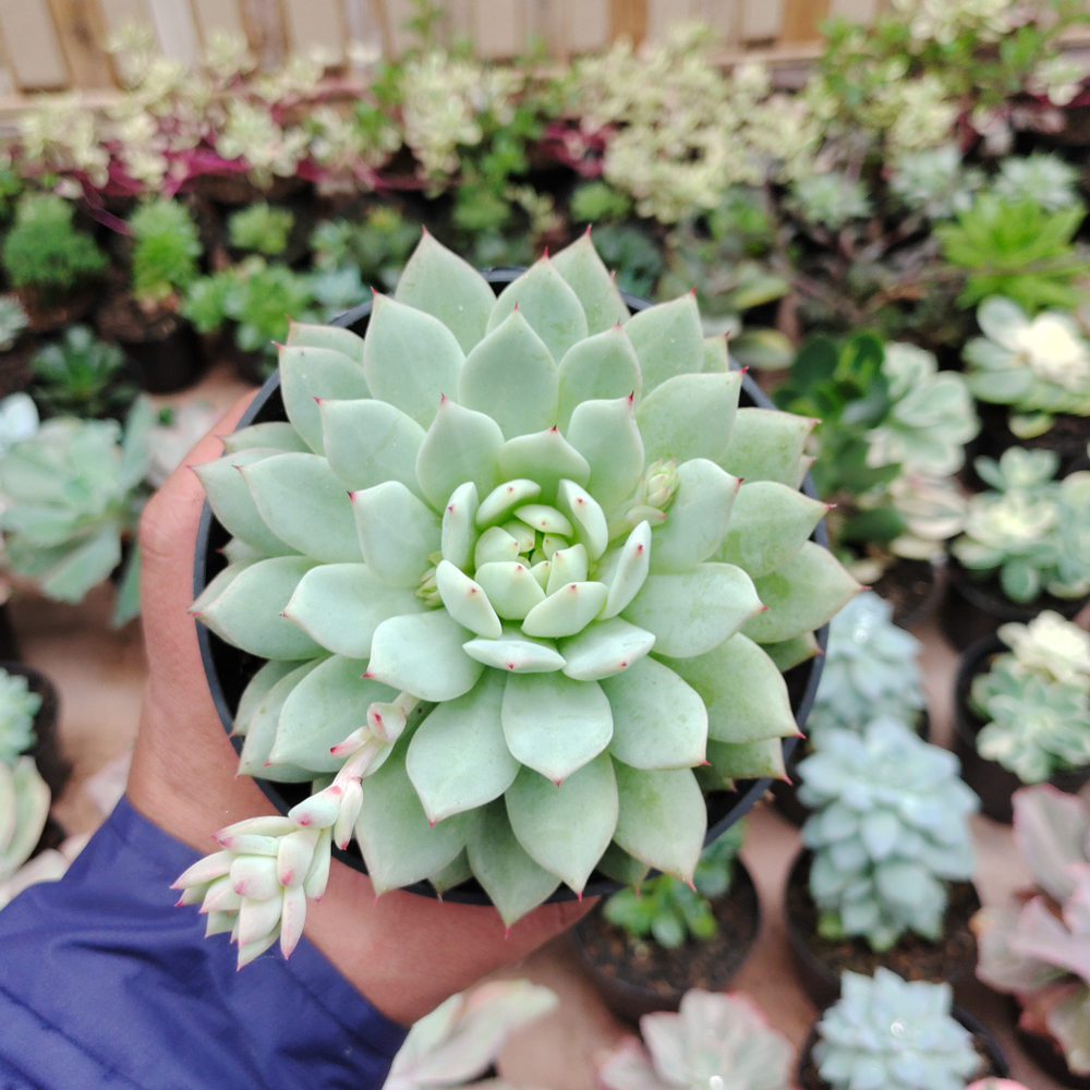 500. Echeveria Haageana 'Green Goddess' Size 12 Cm - Image 2
