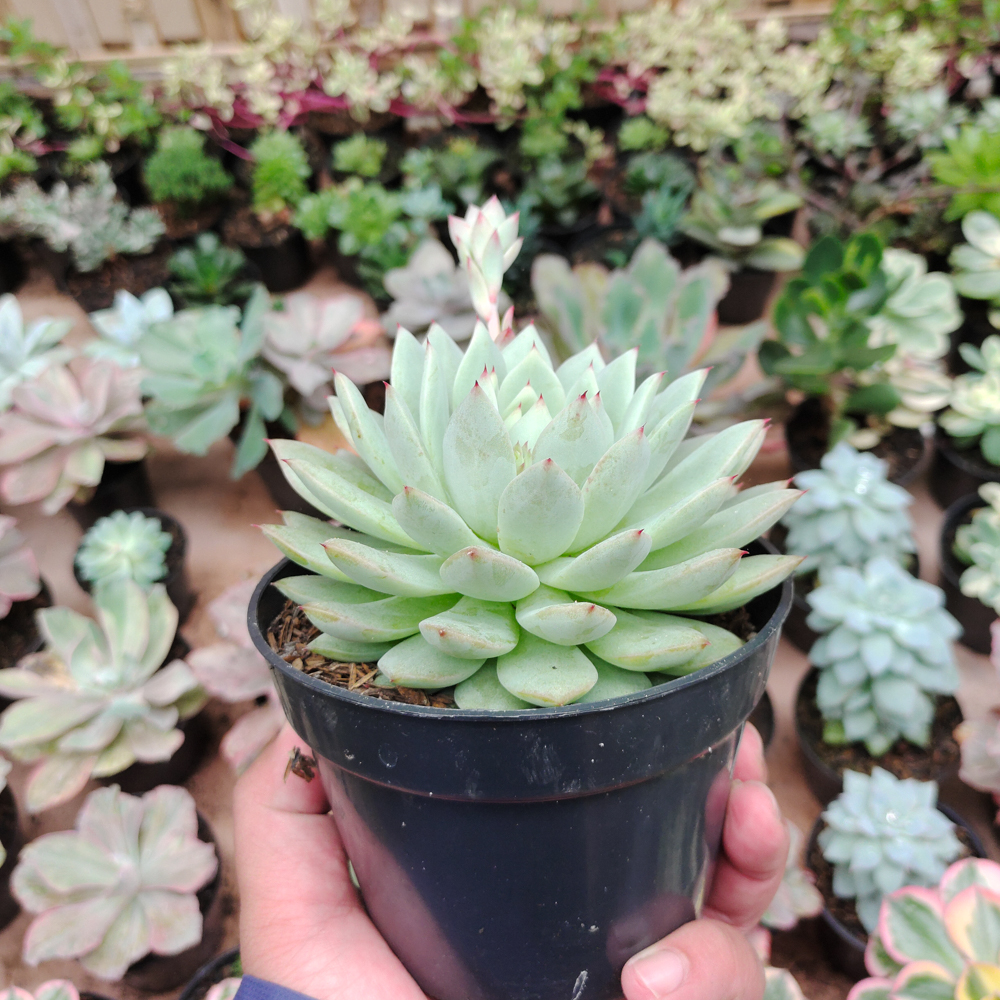 500. Echeveria Haageana 'Green Goddess' Size 12 Cm - Image 3