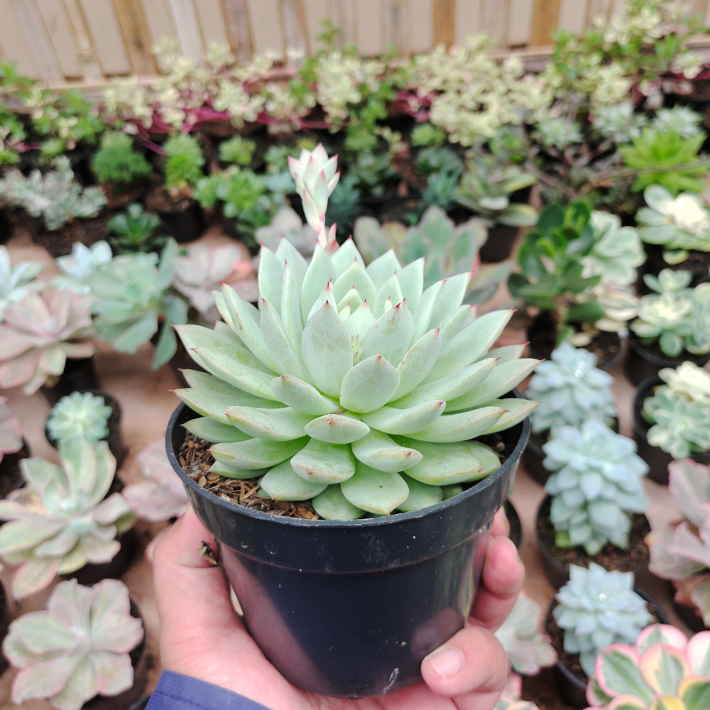 500. Echeveria Haageana 'Green Goddess' Size 12 Cm - Image 4