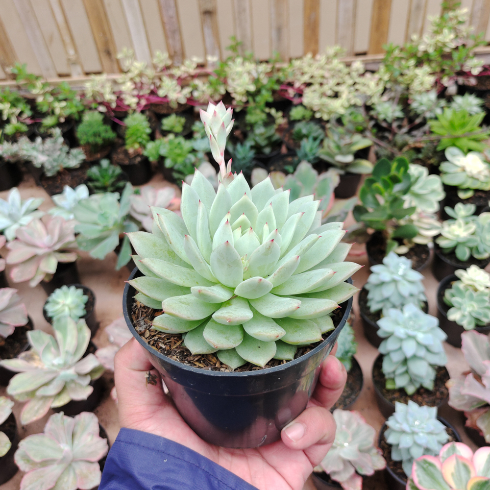 500. Echeveria Haageana 'Green Goddess' Size 12 Cm - Image 5
