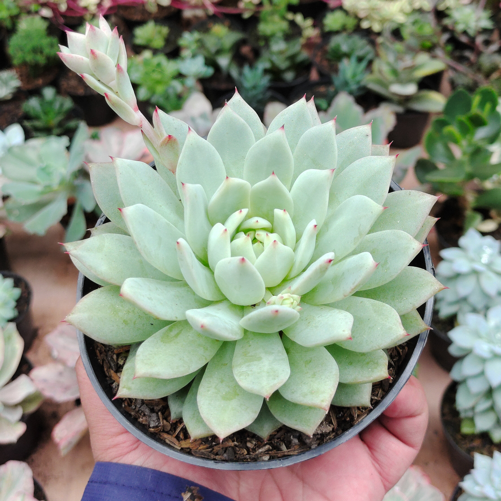 500. Echeveria Haageana 'Green Goddess' Size 12 Cm - Image 6