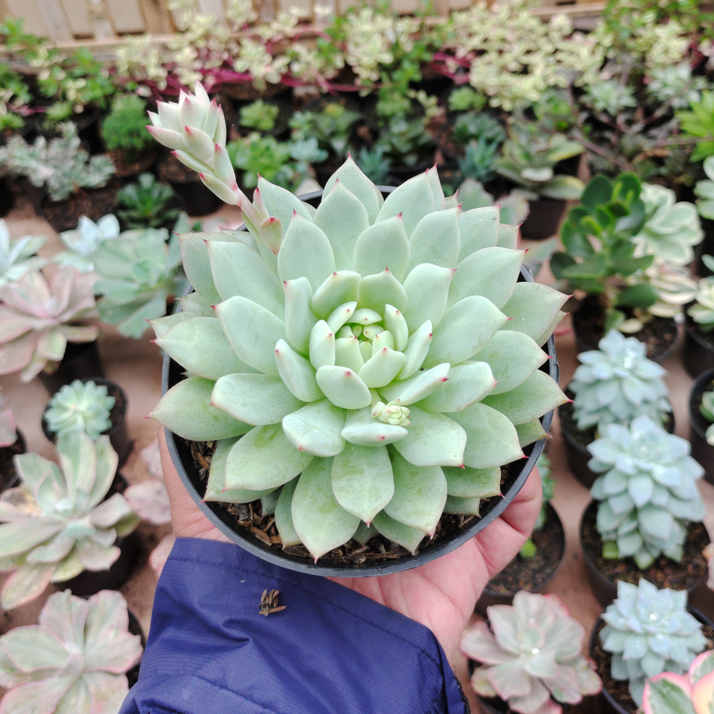 500. Echeveria Haageana 'Green Goddess' Size 12 Cm - Image 7
