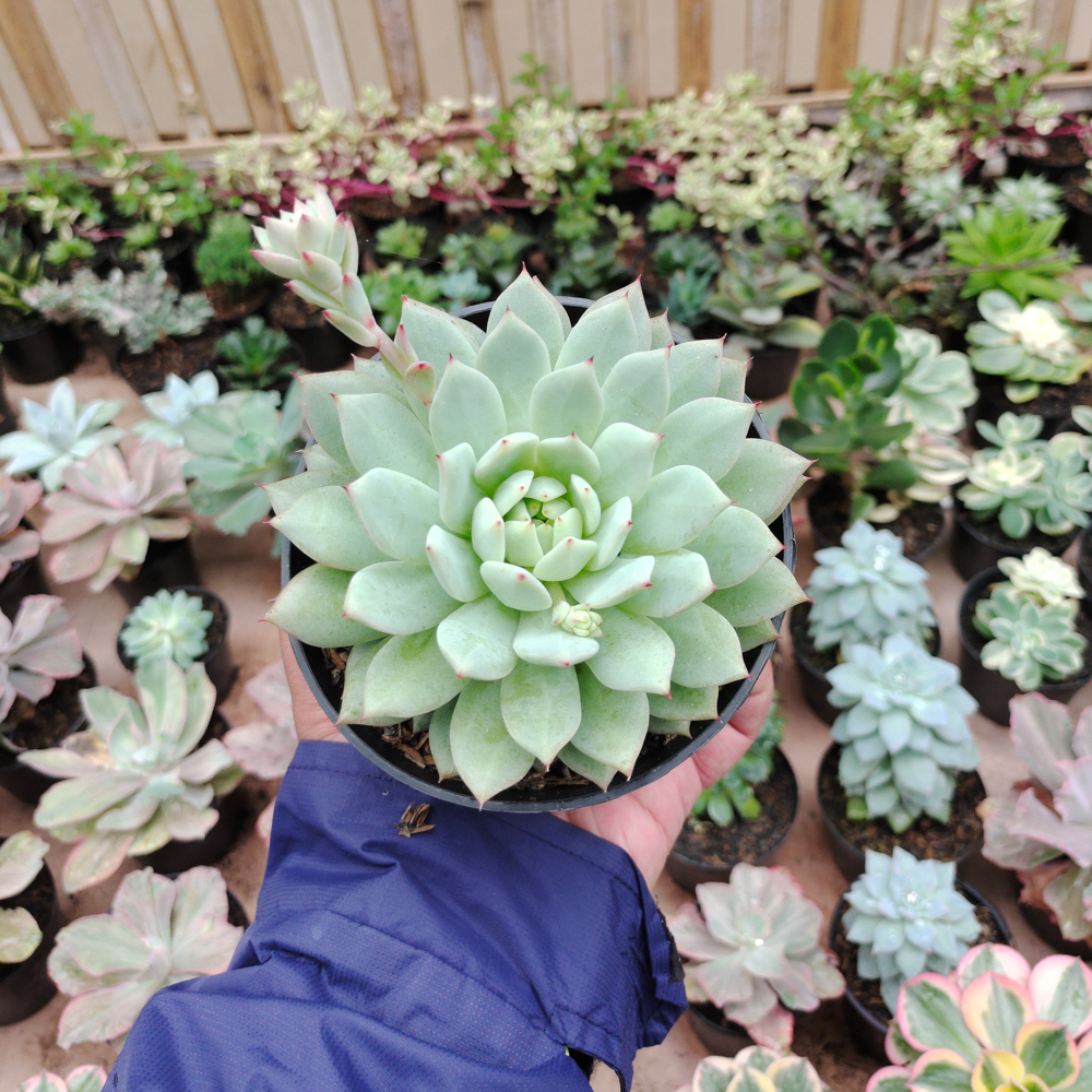 500. Echeveria Haageana 'Green Goddess' Size 12 Cm - Image 8