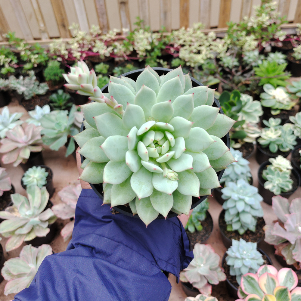 500. Echeveria Haageana 'Green Goddess' Size 12 Cm - Image 9