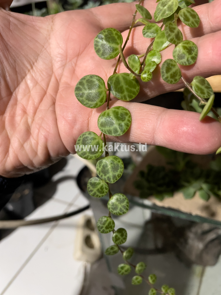 501. Peperomia Prostrata / String Of Turtles - Image 2