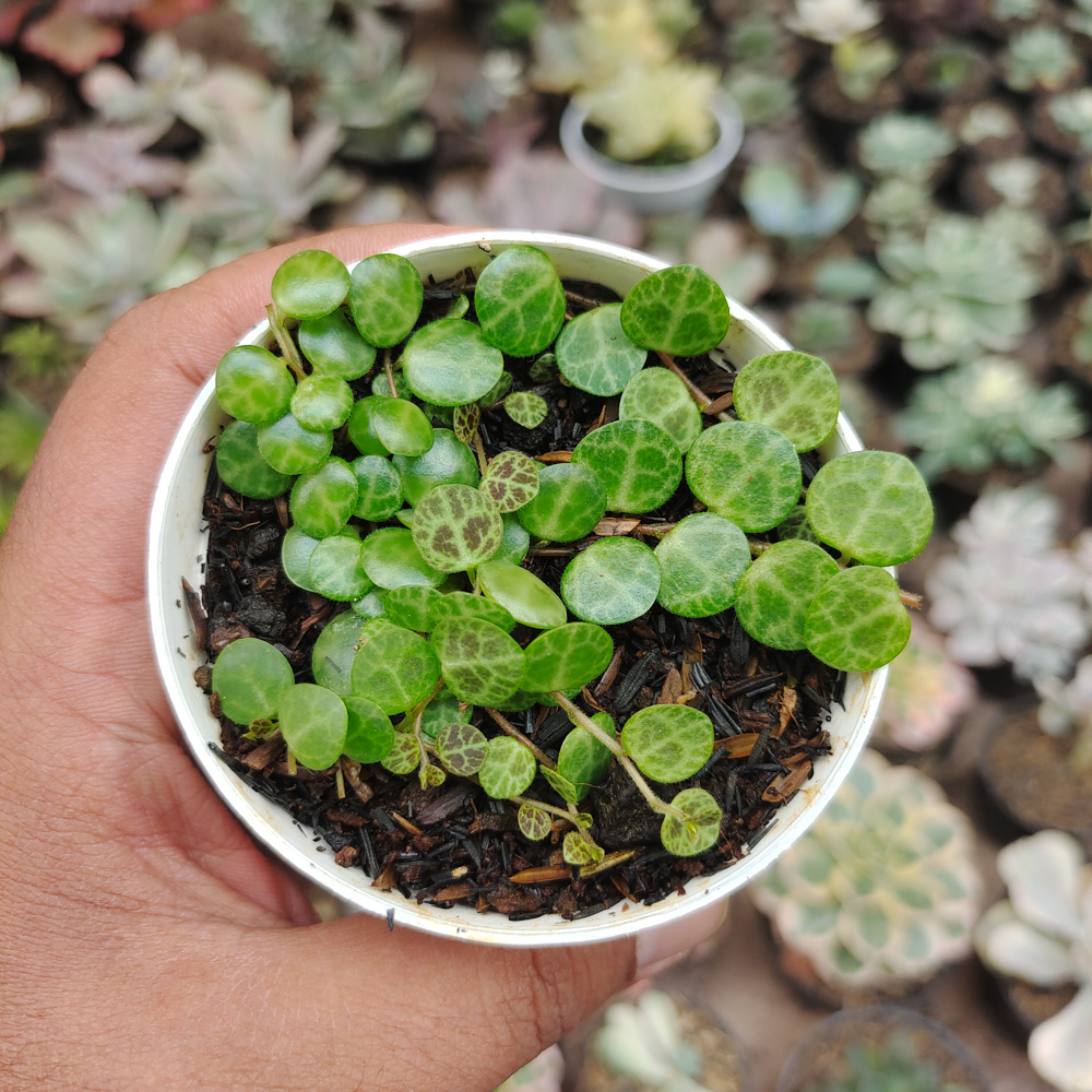 501. Peperomia Prostrata / String Of Turtles - Image 3