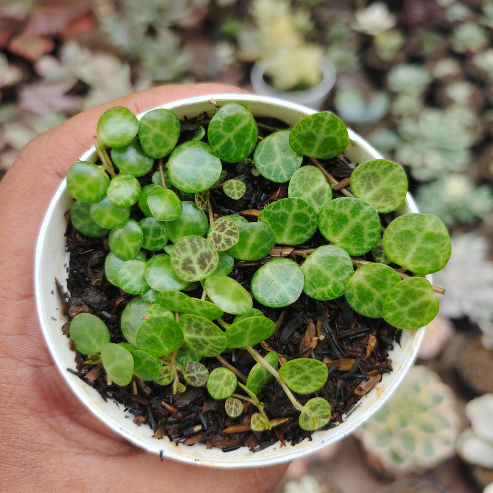 501. Peperomia Prostrata / String Of Turtles - Image 4