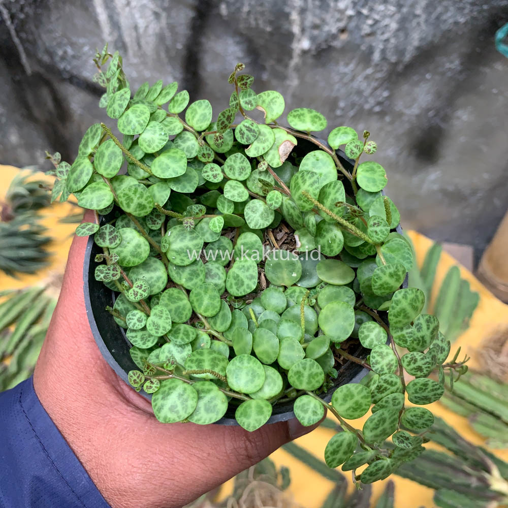 501. Peperomia Prostrata / String Of Turtles