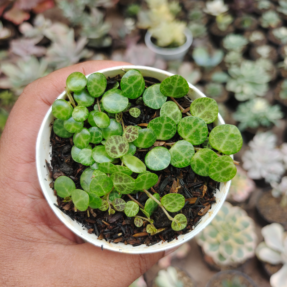 501. Peperomia Prostrata / String Of Turtles - Image 5