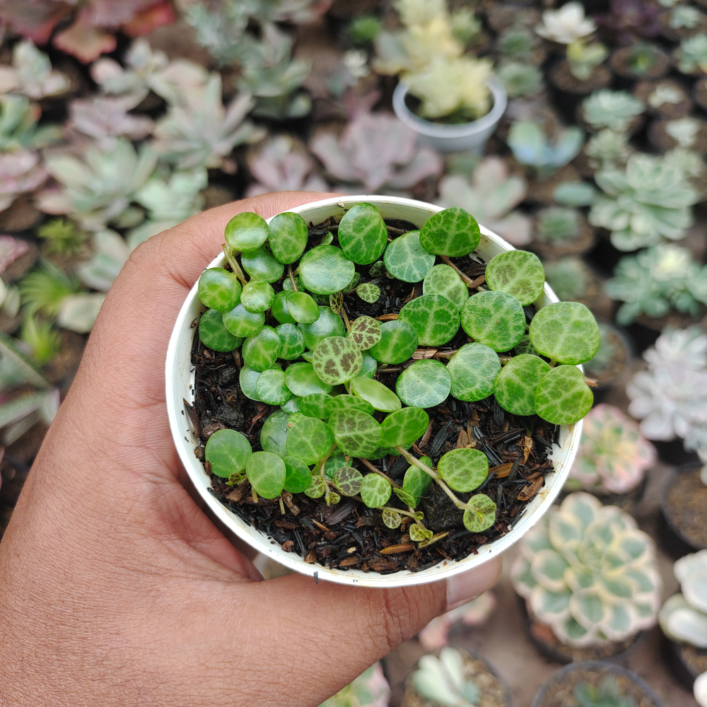 501. Peperomia Prostrata / String Of Turtles - Image 6