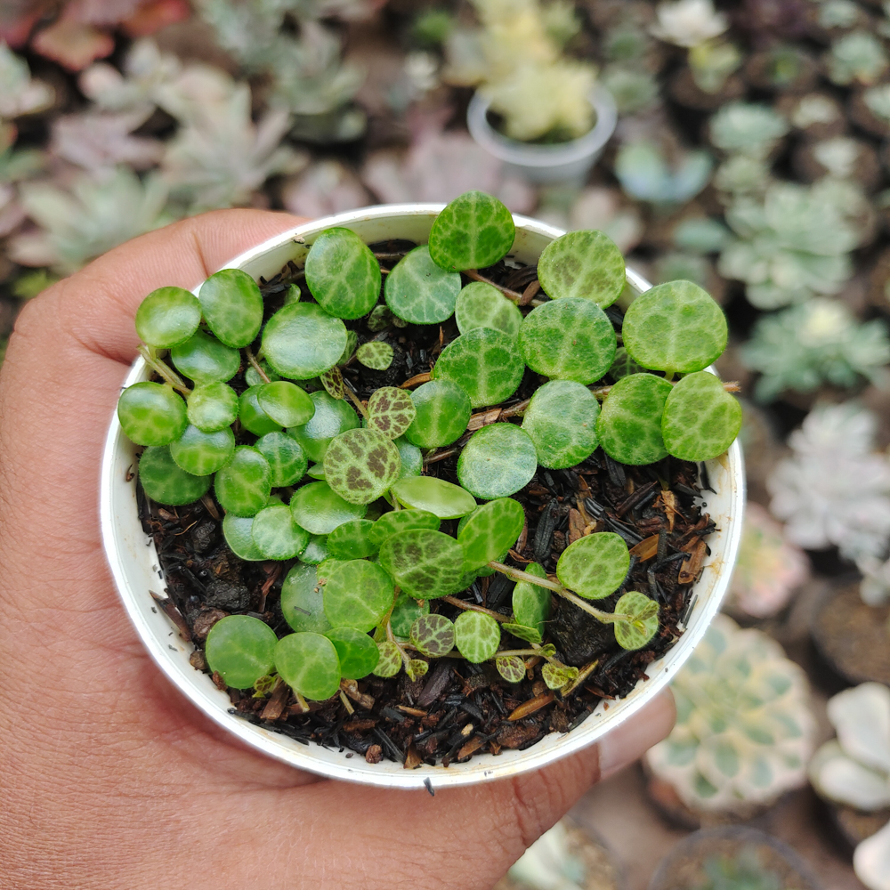 501. Peperomia Prostrata / String Of Turtles - Image 7