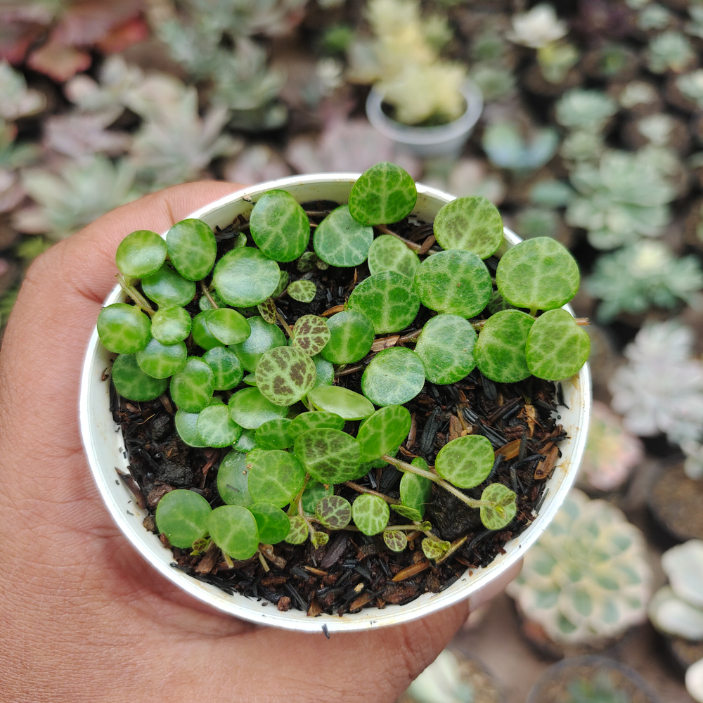 501. Peperomia Prostrata / String Of Turtles - Image 8