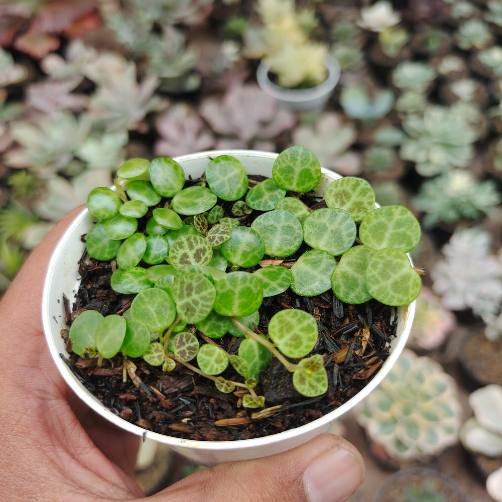 501. Peperomia Prostrata / String Of Turtles - Image 9