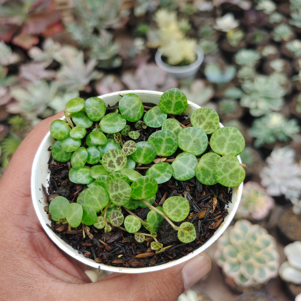 501. Peperomia Prostrata / String Of Turtles - Image 11