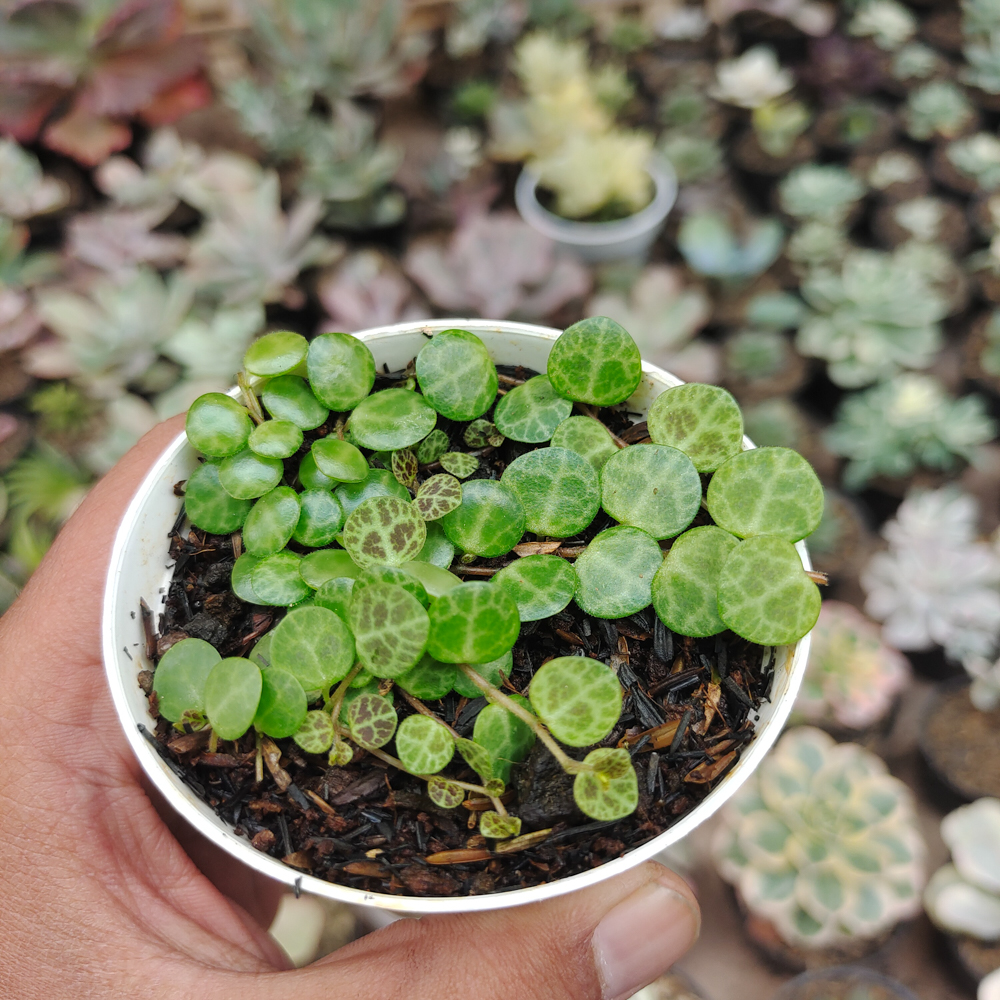 501. Peperomia Prostrata / String Of Turtles - Image 12