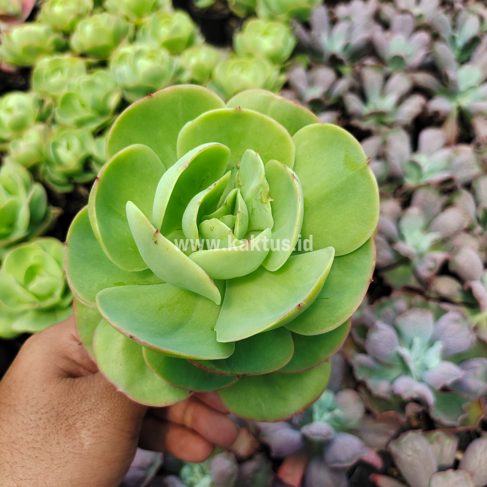 502. Aeonium Canariense - Image 4