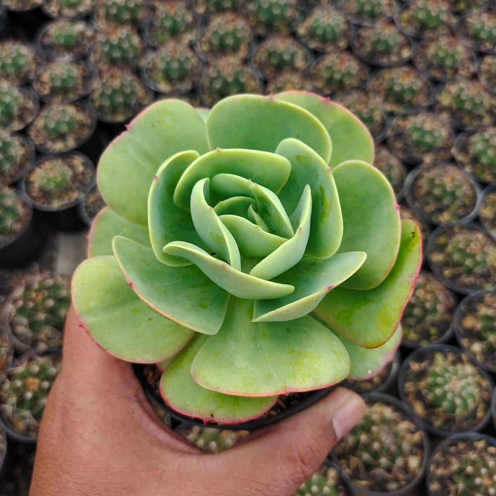 502. Aeonium Canariense - Image 5