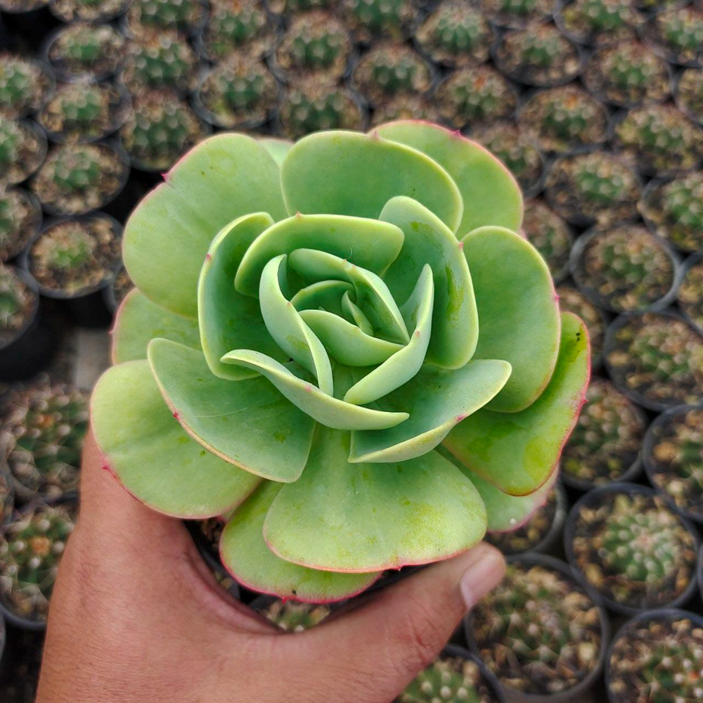 502. Aeonium Canariense - Image 6