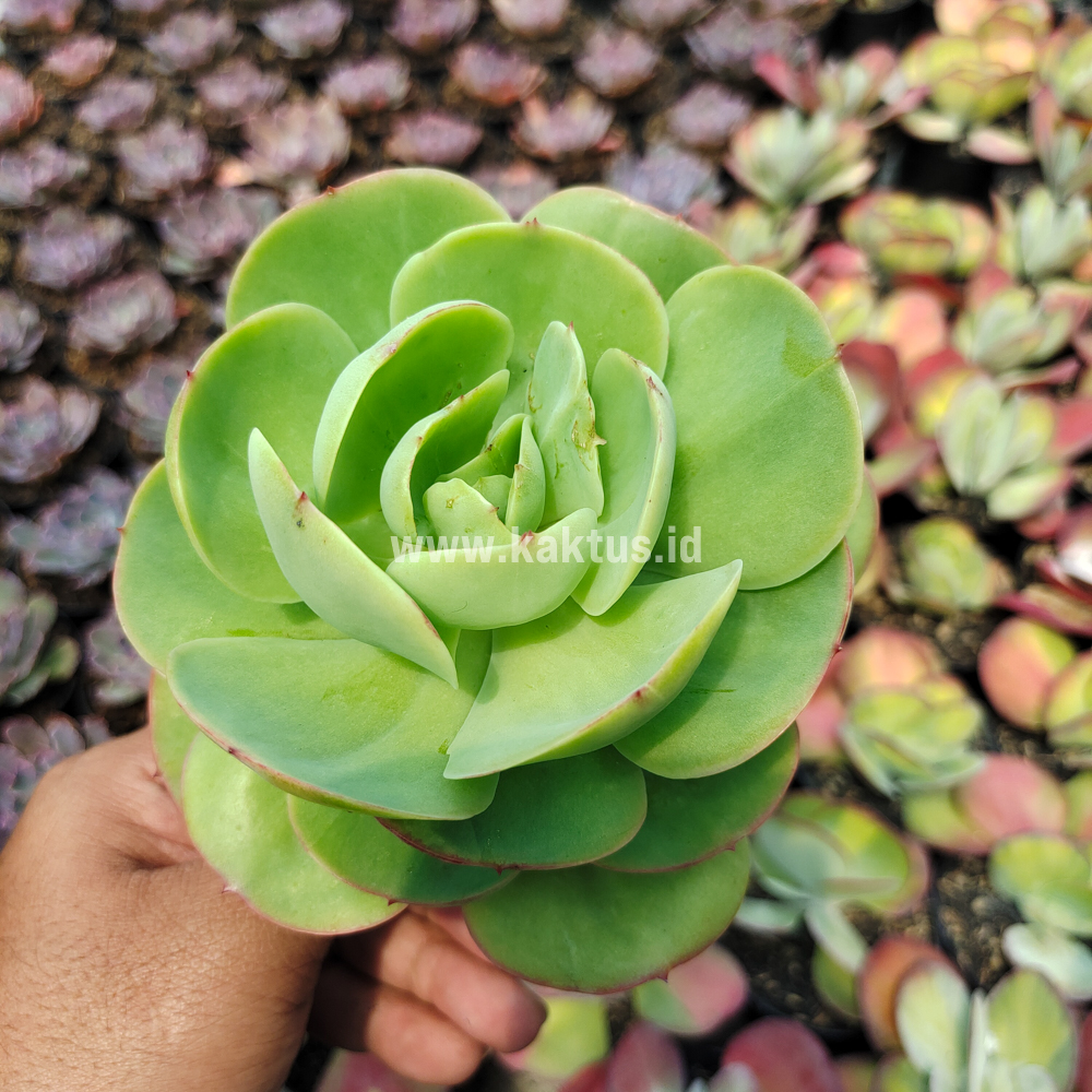 502. Aeonium Canariense - Image 10