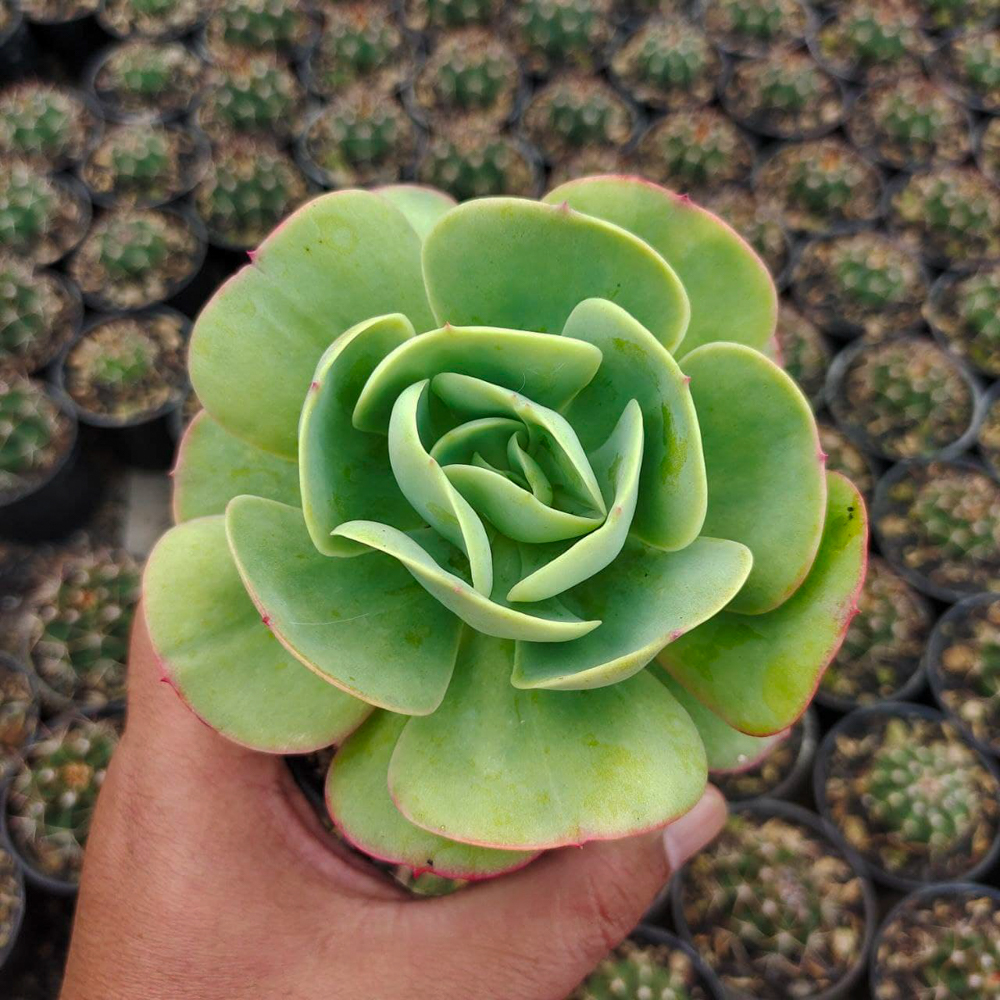 502. Aeonium Canariense - Image 8