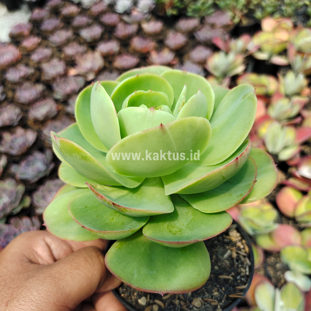 502. Aeonium Canariense - Image 2