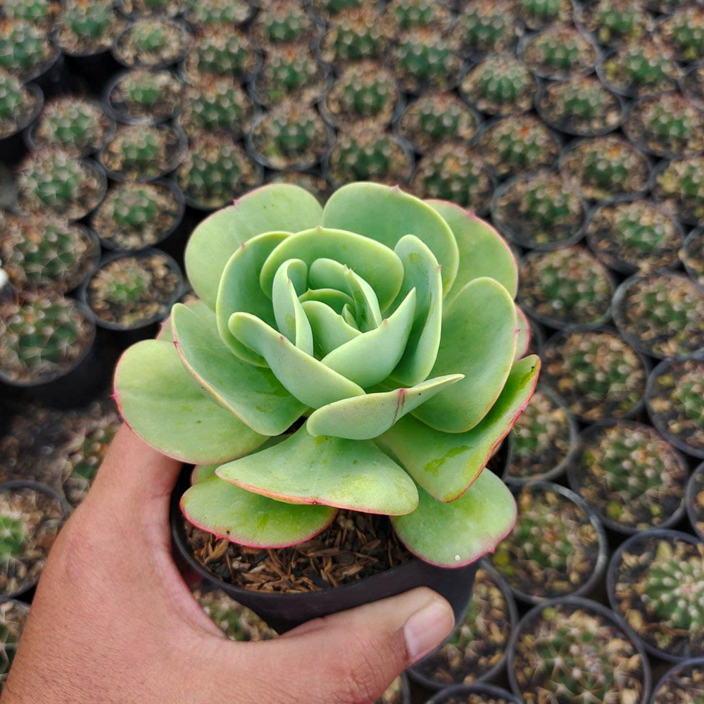 502. Aeonium Canariense - Image 7