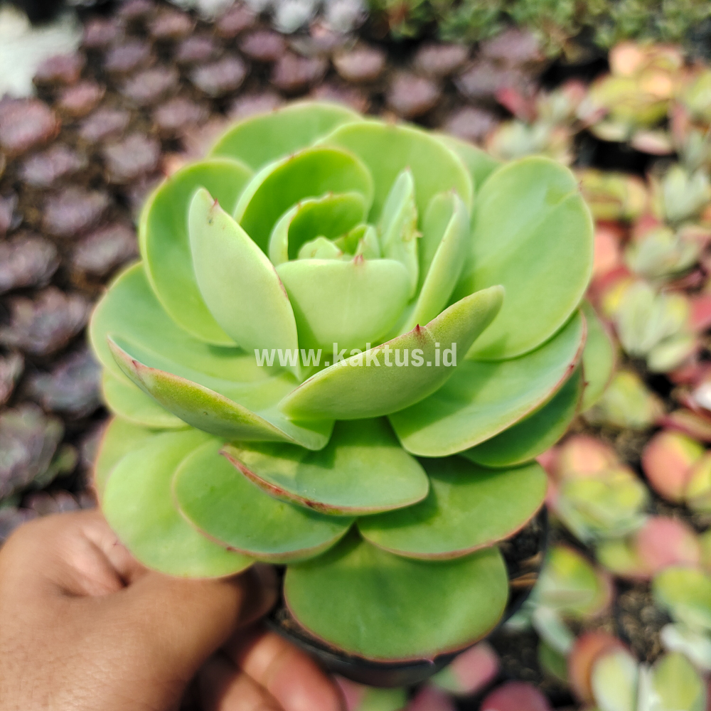 502. Aeonium Canariense - Image 11