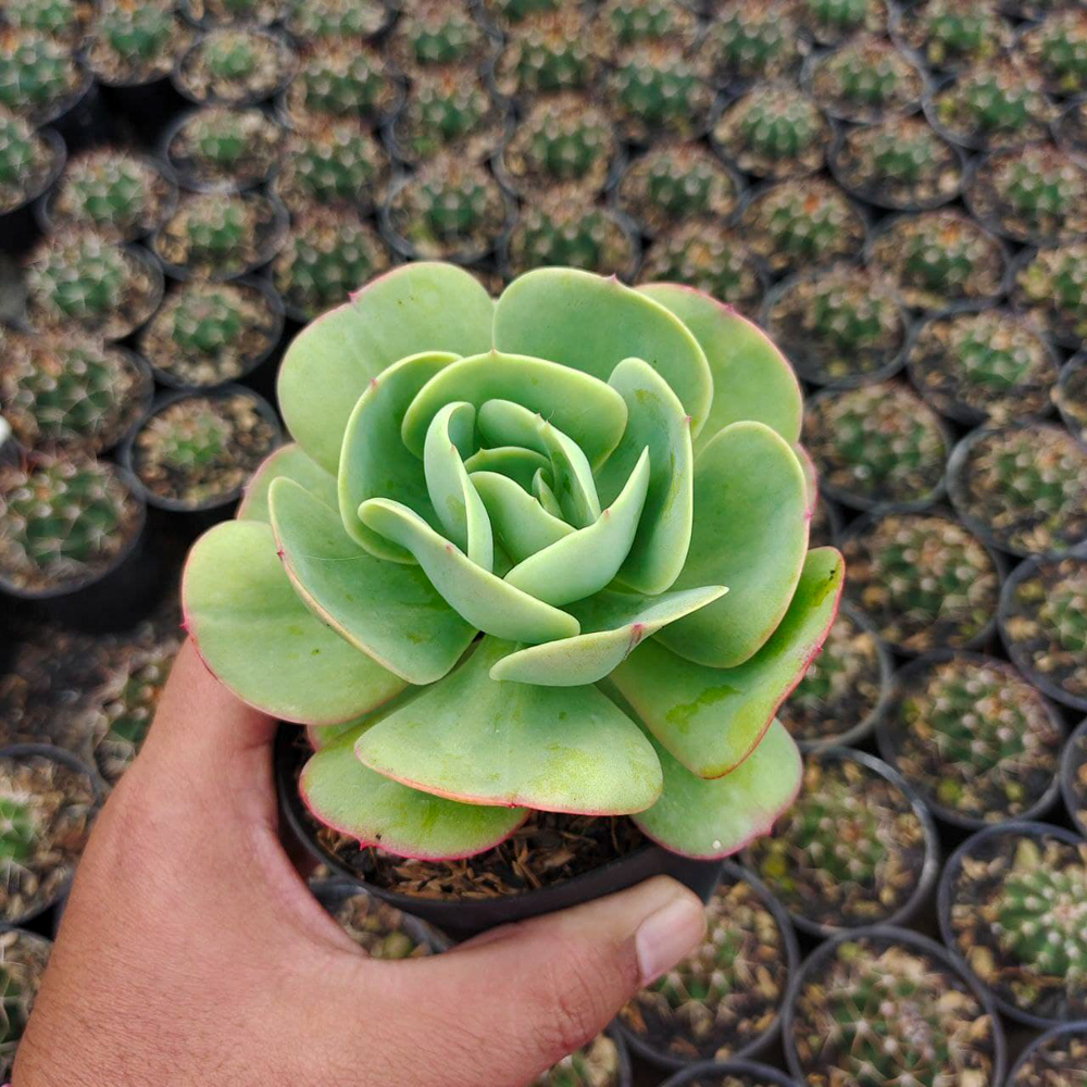 502. Aeonium Canariense - Image 9