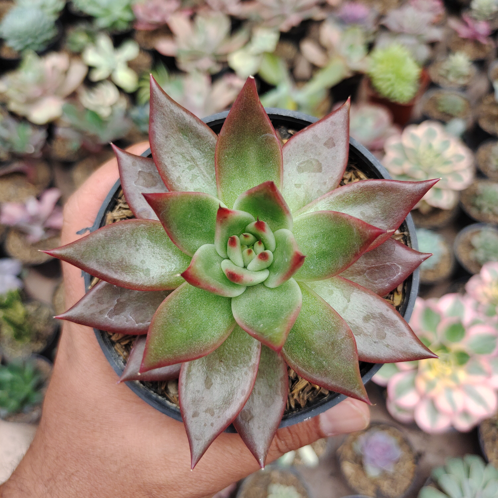 503. Echeveria Agavoides Margaret Martin - Image 4