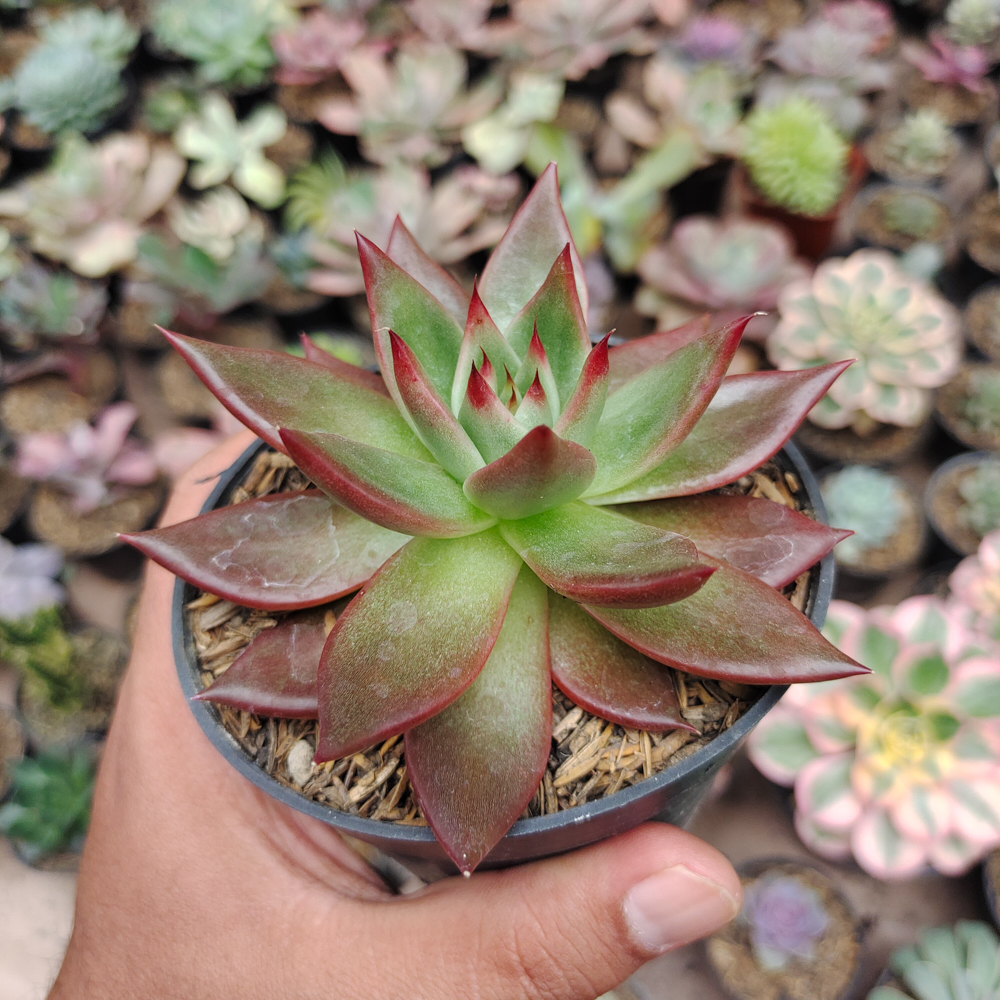 503. Echeveria Agavoides Margaret Martin - Image 5