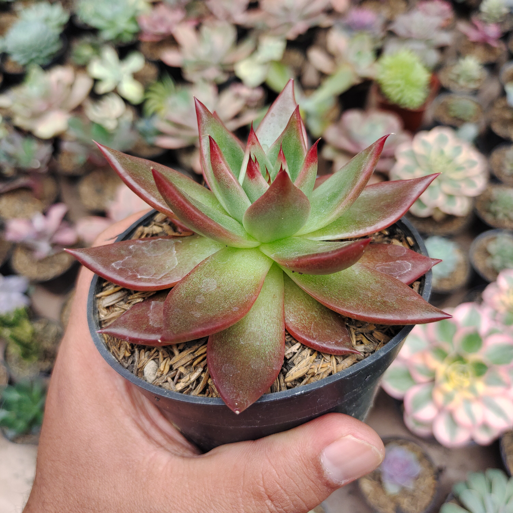 503. Echeveria Agavoides Margaret Martin - Image 6