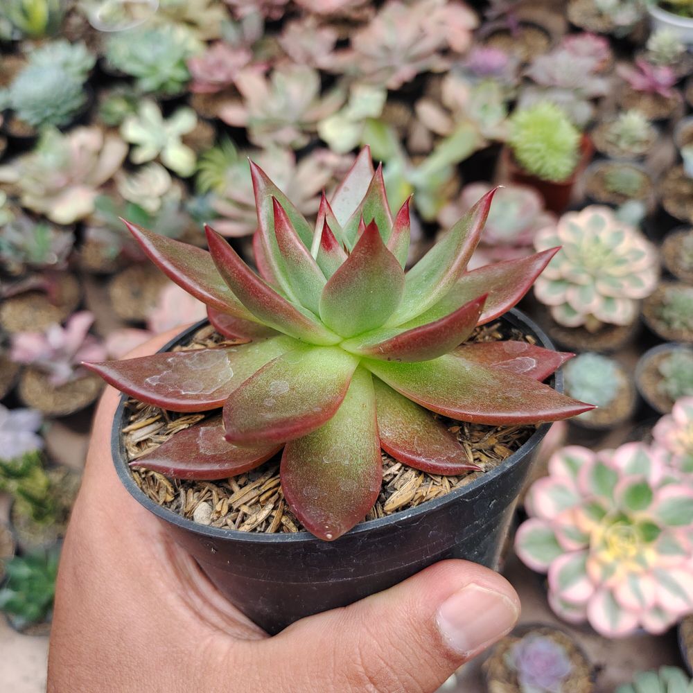 503. Echeveria Agavoides Margaret Martin - Image 2