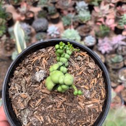 Alternative view of 504. Dischidia Dragon Jade
